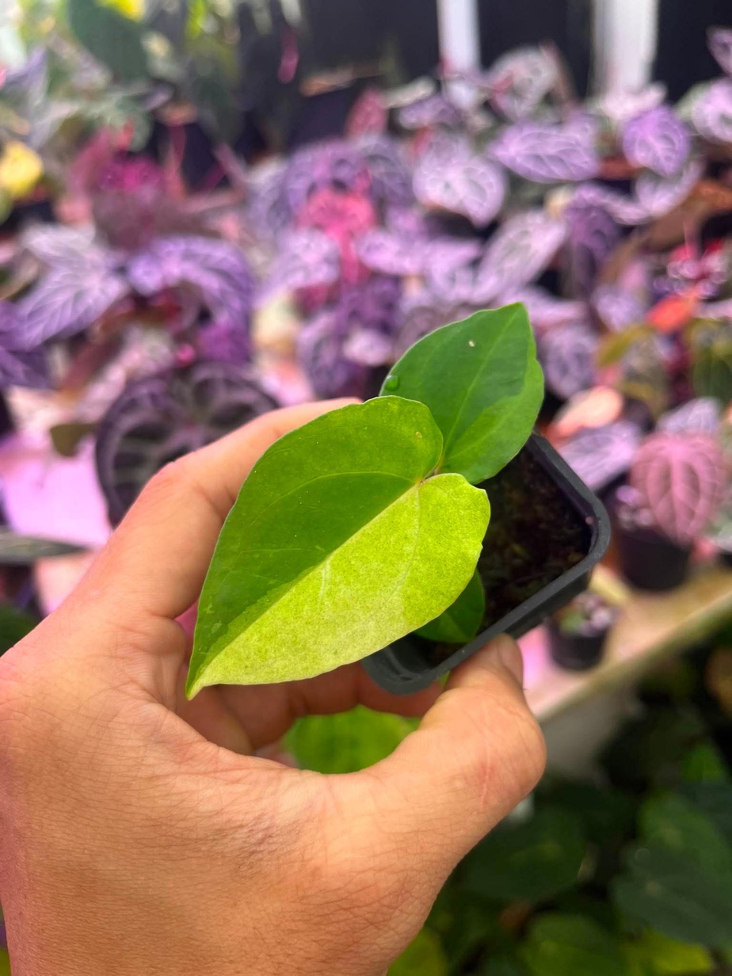 Variegated Anthurium ( Pap Var x RL) x (DocBlock x RVDP) by Han Kirok