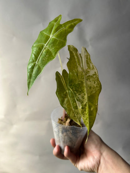 Alocasia Sanderiana Bull Aurea