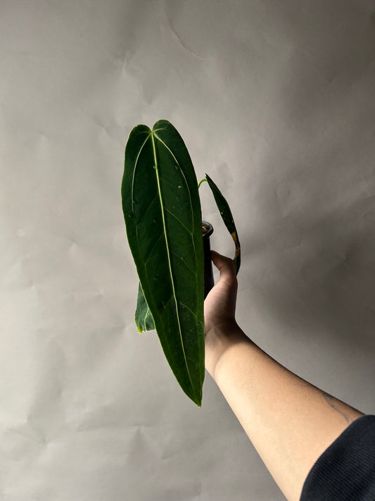 Anthurium Queen Dark Form