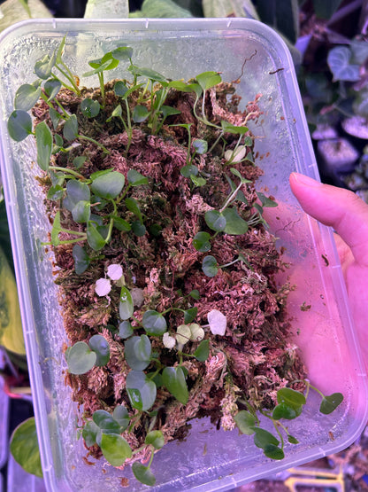 20 Seedlings - Mix and Match of 2 cross