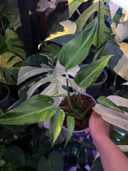 Monstera Burble Marx Flame Aurea Mid Cut