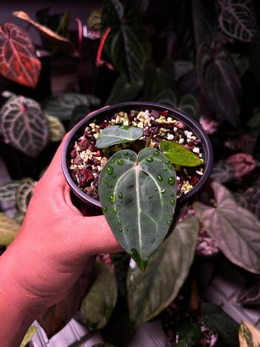 Anthurium Carlablackie (‘District’ x Ra8) S1