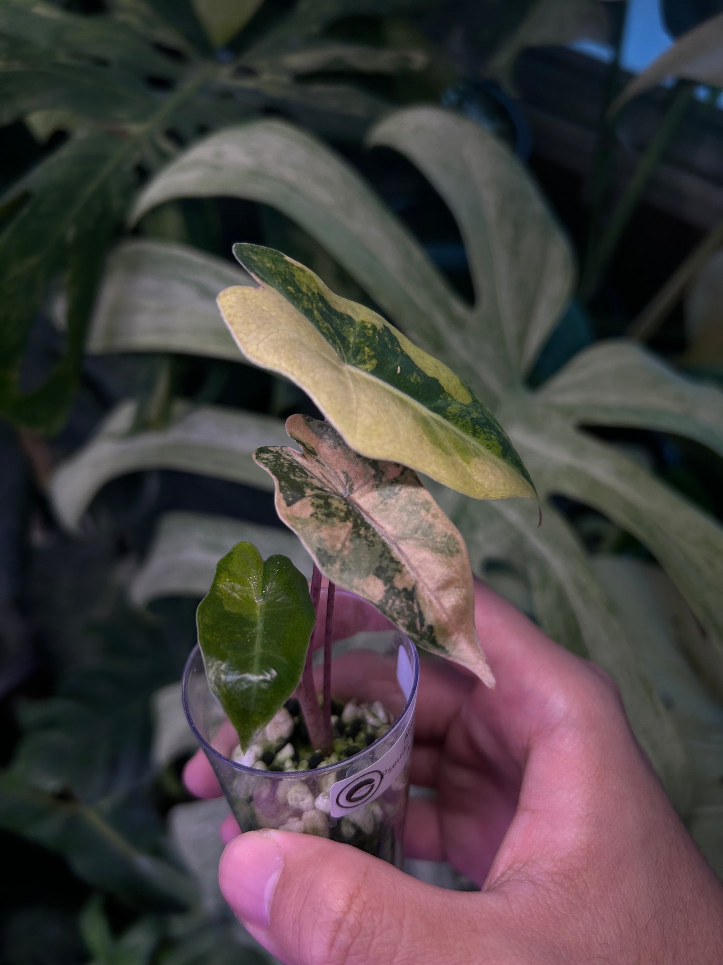 Alocasia Pseudo Aurea