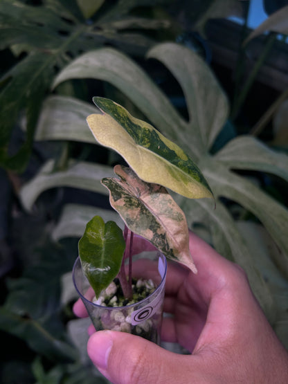 Alocasia Pseudo Aurea