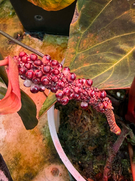 Anthurium Pink Dream Seedlings
