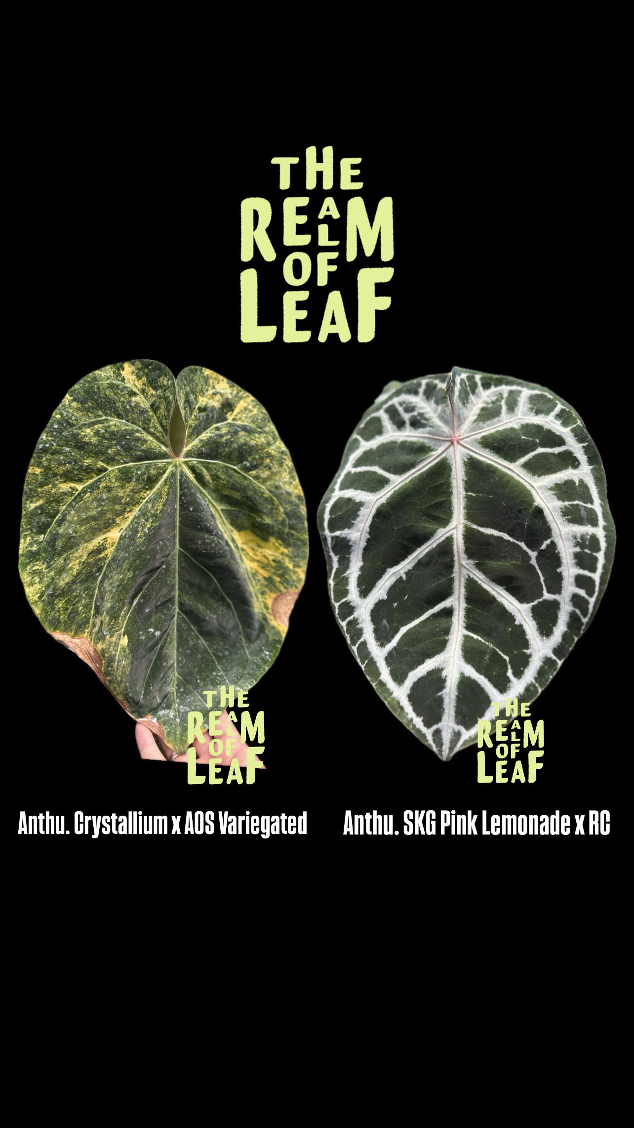 Anthurium Seed Set