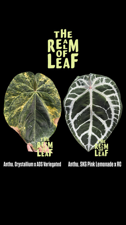 Anthurium Seed Set