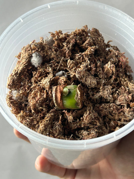 Philodendron Pastazanum Albo