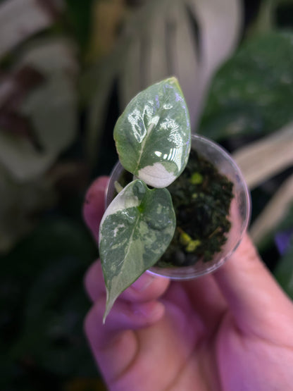 Alocasia Silver Dragon Albo ( Corm Grown)