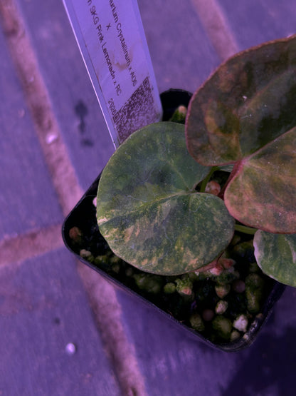 Selected - Variegated (Crystallium x AOS) x (SKG Pink Lemonade x RC)