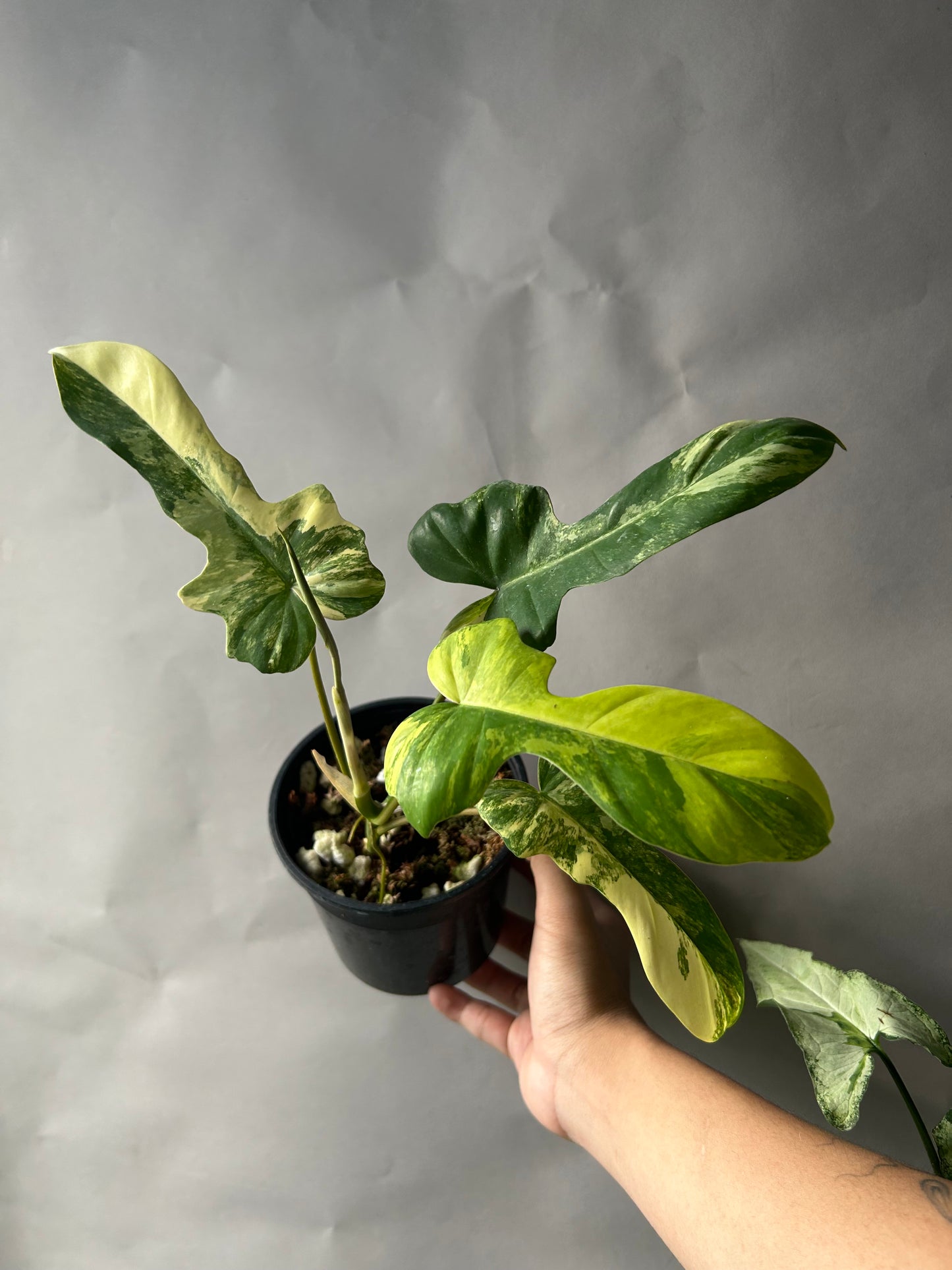 Philodendron Florida Beauty x Mayoi