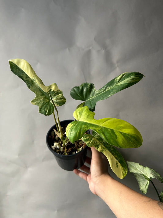Philodendron Florida Beauty x Mayoi