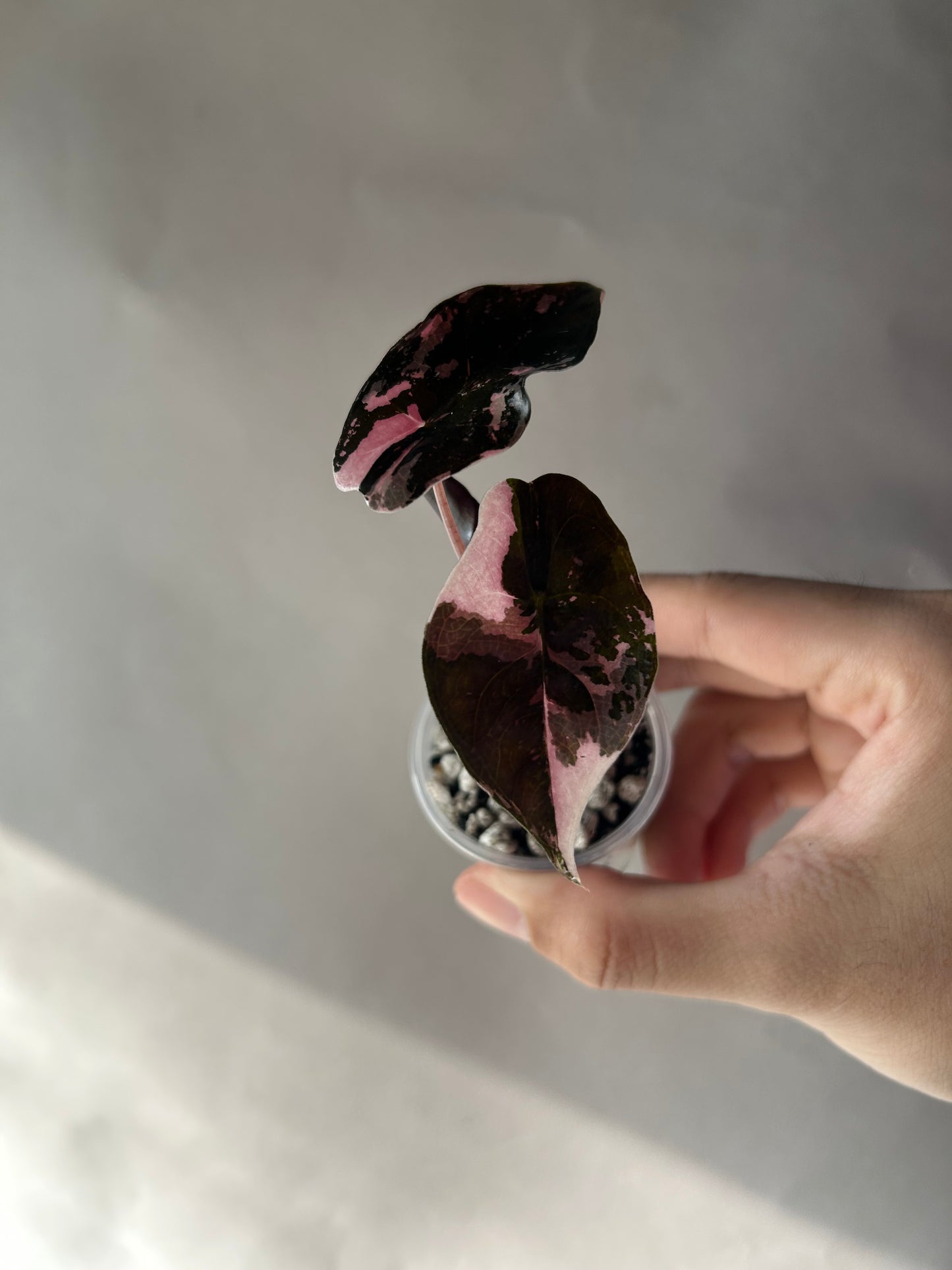 Alocasia Chantrieri Pink