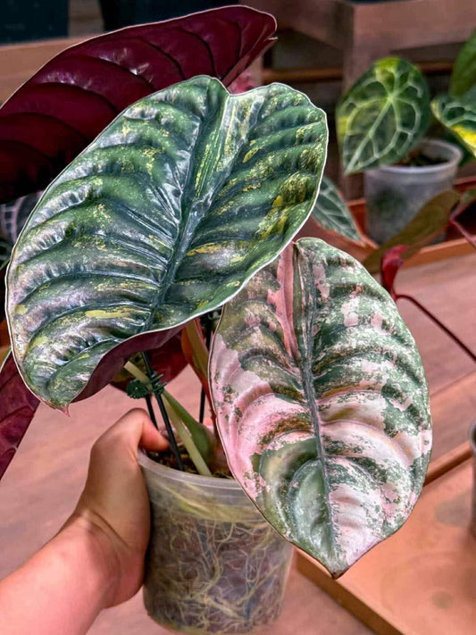 Alocasia Cuprea Pink Latte Corm (Pre-order)