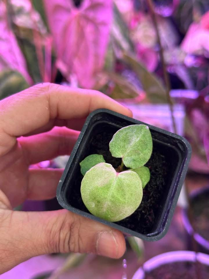 Anthurium ( Dockblock x RVDP) x Papillilaminum Var by Han Kirok