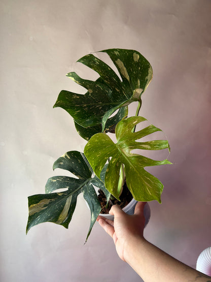 Monstera Medusa