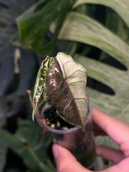 Alocasia Azlanii Pink
