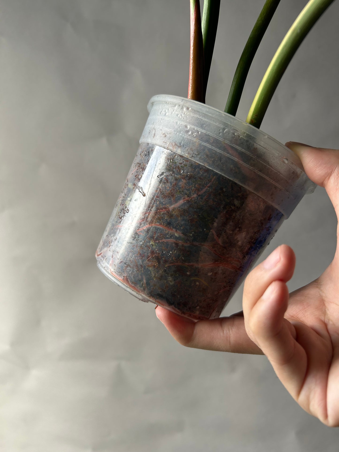 Philodendron Pastazanum Albo Type 1