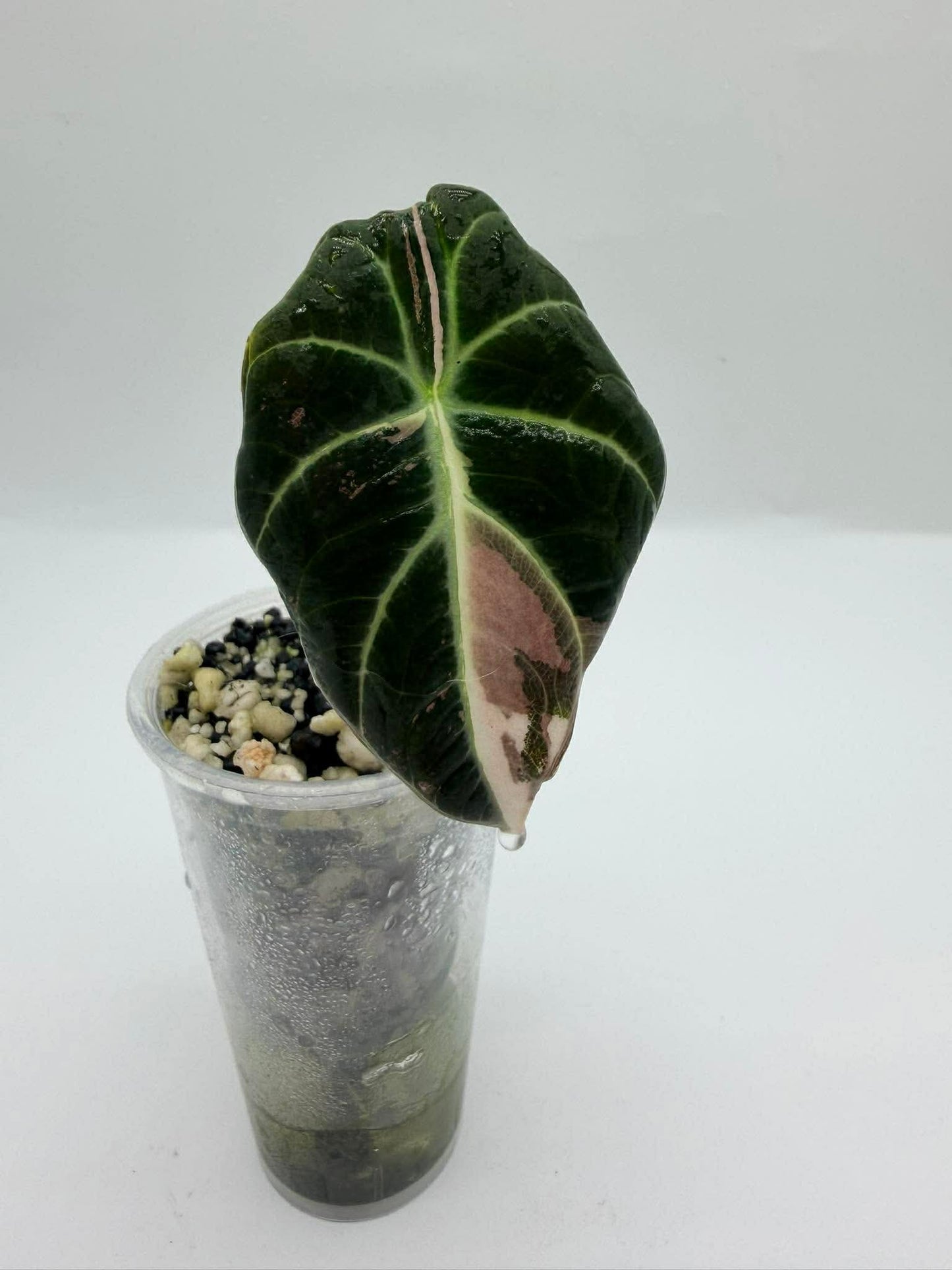 Alocasia Black Velvet Pink