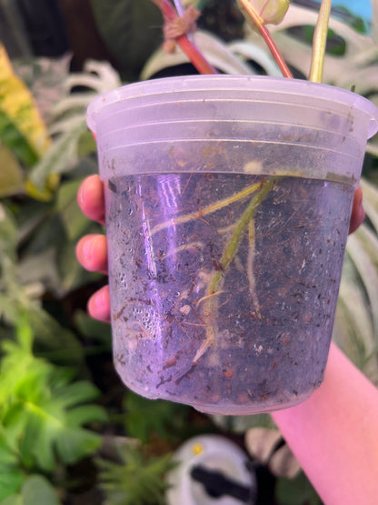 Philodendron Mayoi Variegated