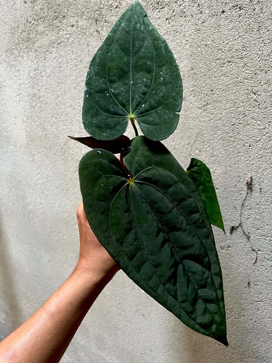 Anthurium AOS x Dressleri by Han Kirok