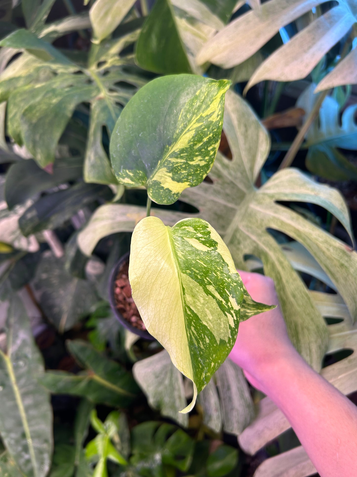 Monstera Deliciosa Electrolytes