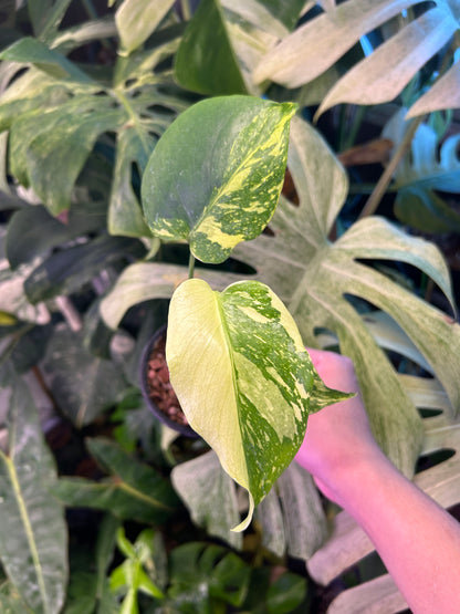 Monstera Deliciosa Electrolytes