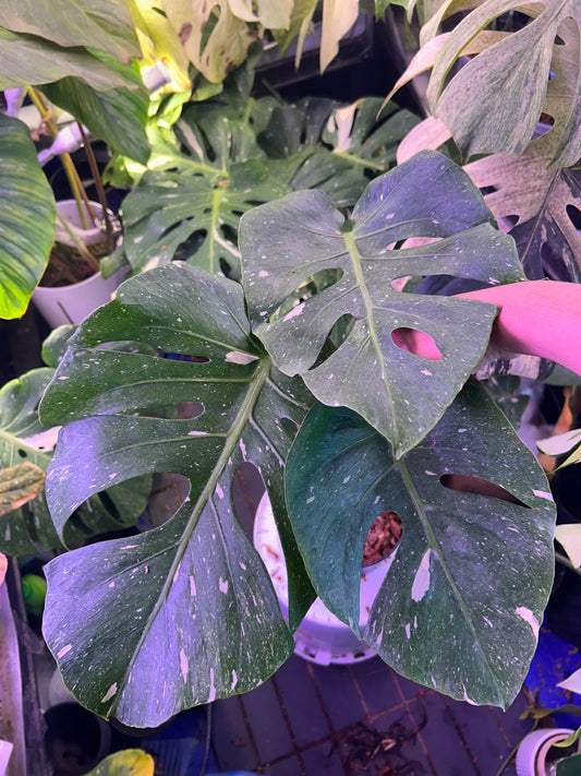 Monstera Fishbone