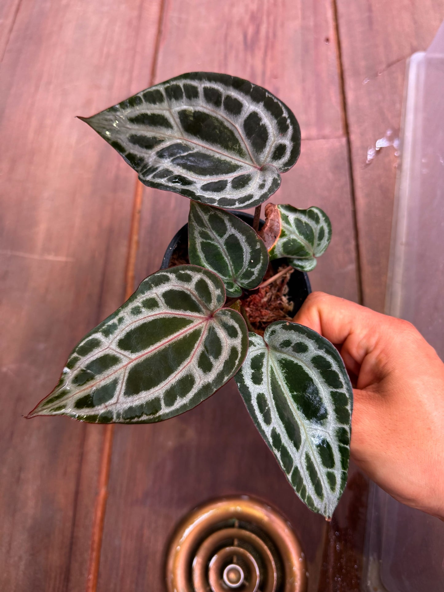 Anthurium DocBlock Zara ‘34’ x Tortoise ‘36’ Clone