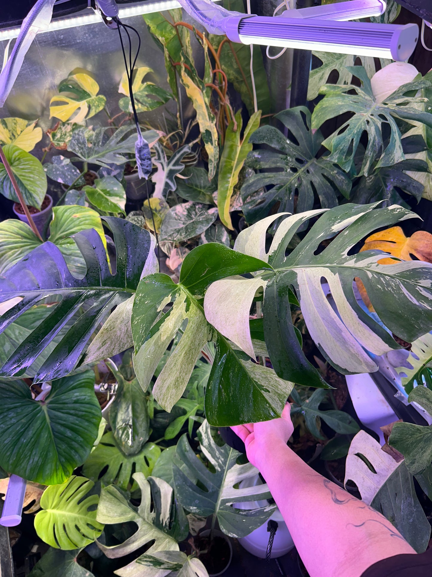 Monstera Jungle Mint