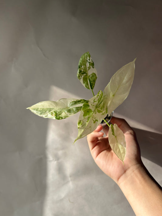 Alocasia Acuminata Albo