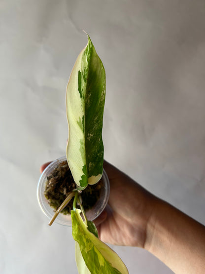 Philodendron Flobe x Tortum