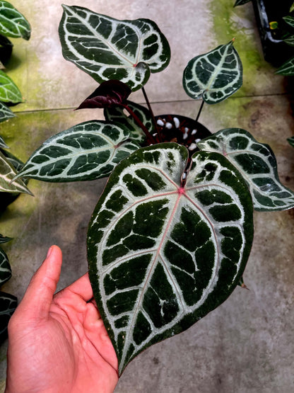 Selected - Anthurium ( SKG PL x RC) x ( Michelle Long Form x Zara) by Han Kirok