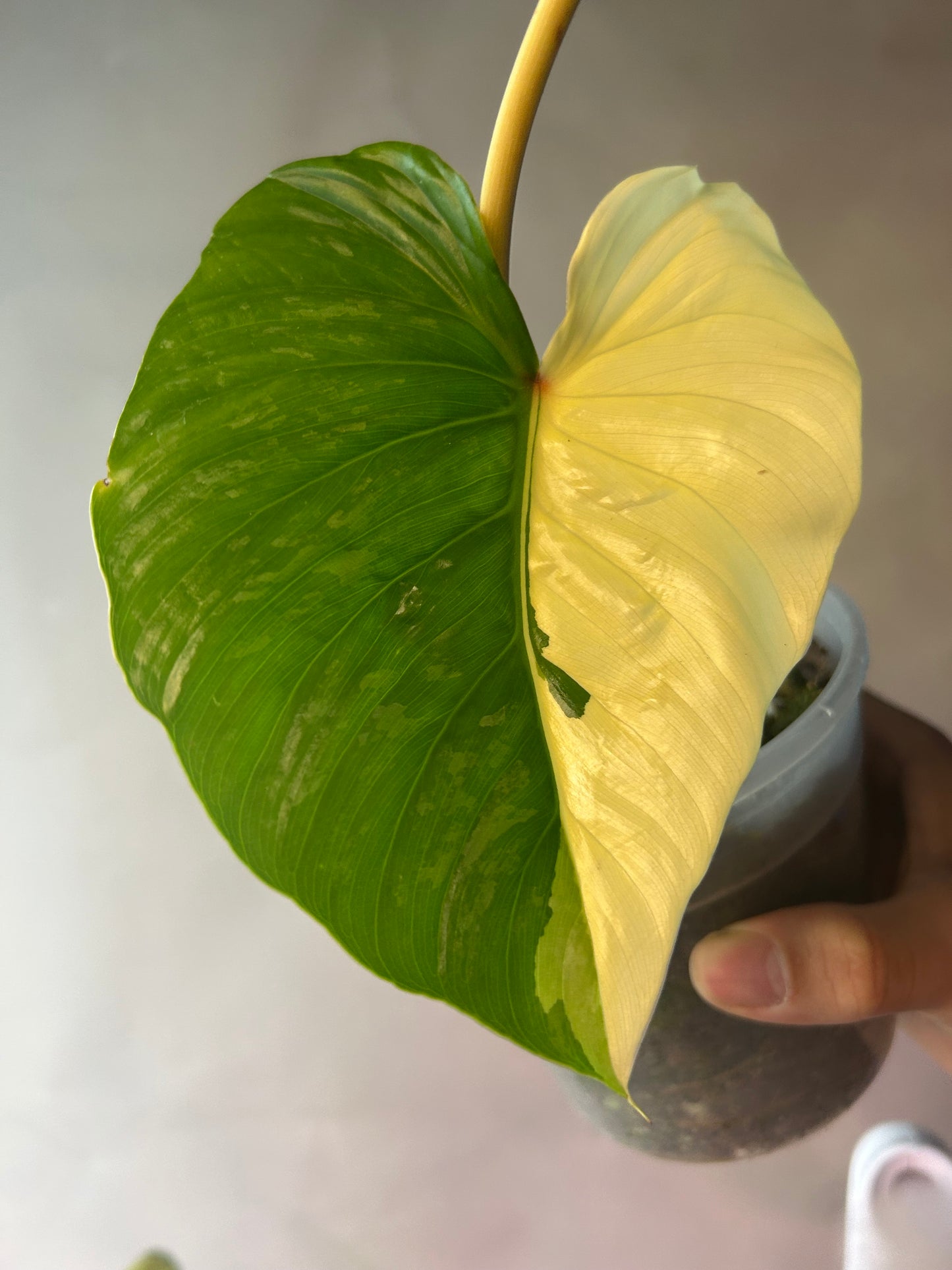 Philodendron Pastazanum Albo