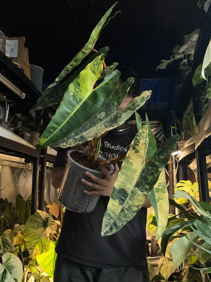 XXXXL Philodendron Billitiae Variegated - 7 + 1 leafs