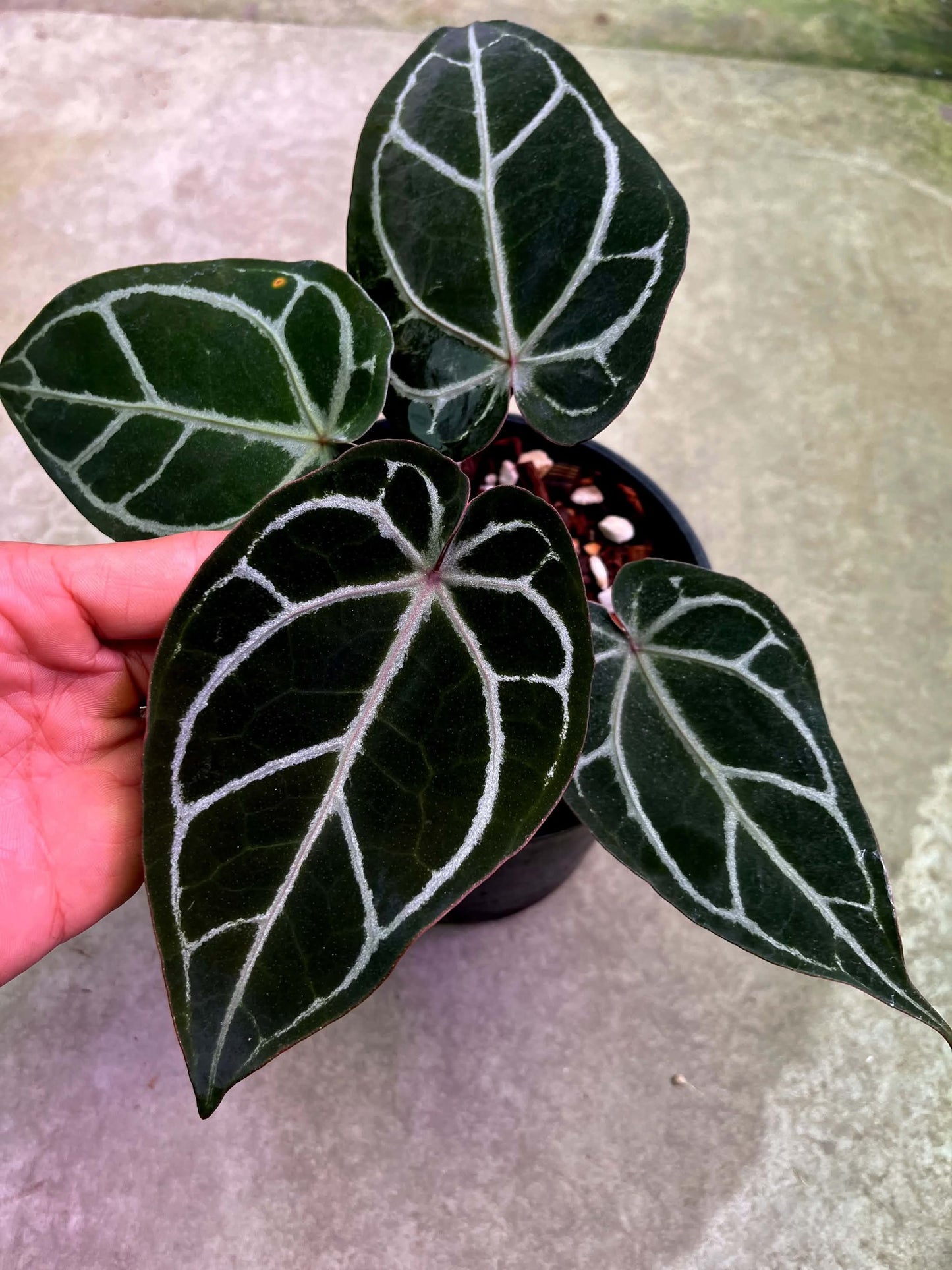 Anthurium ( Michelle Long Form x Zara ) x Self