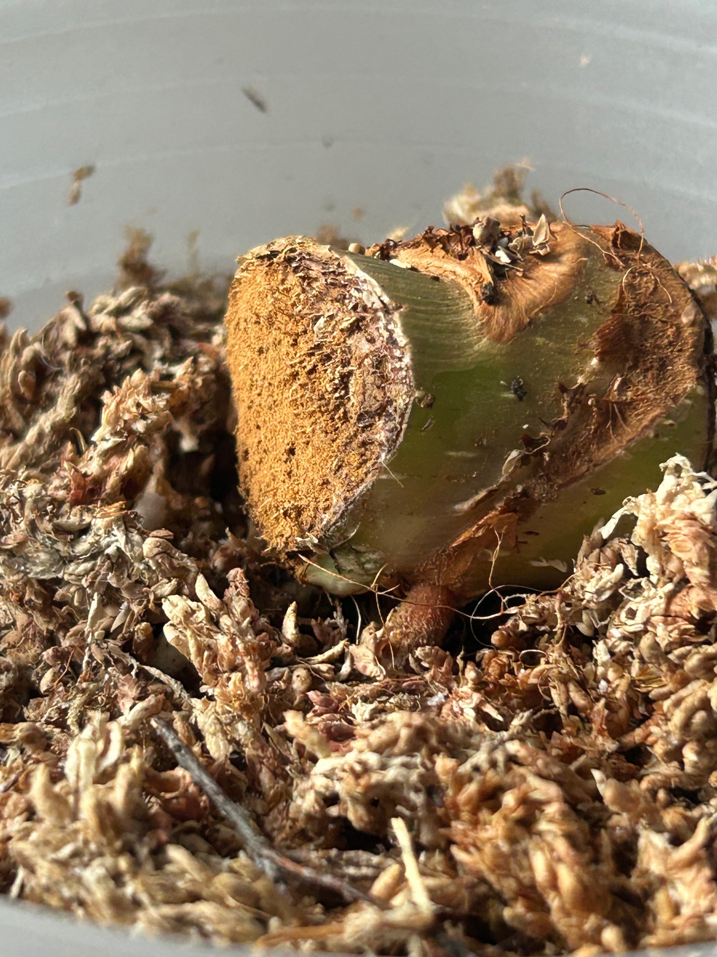 Philodendron Pastazanum Albo