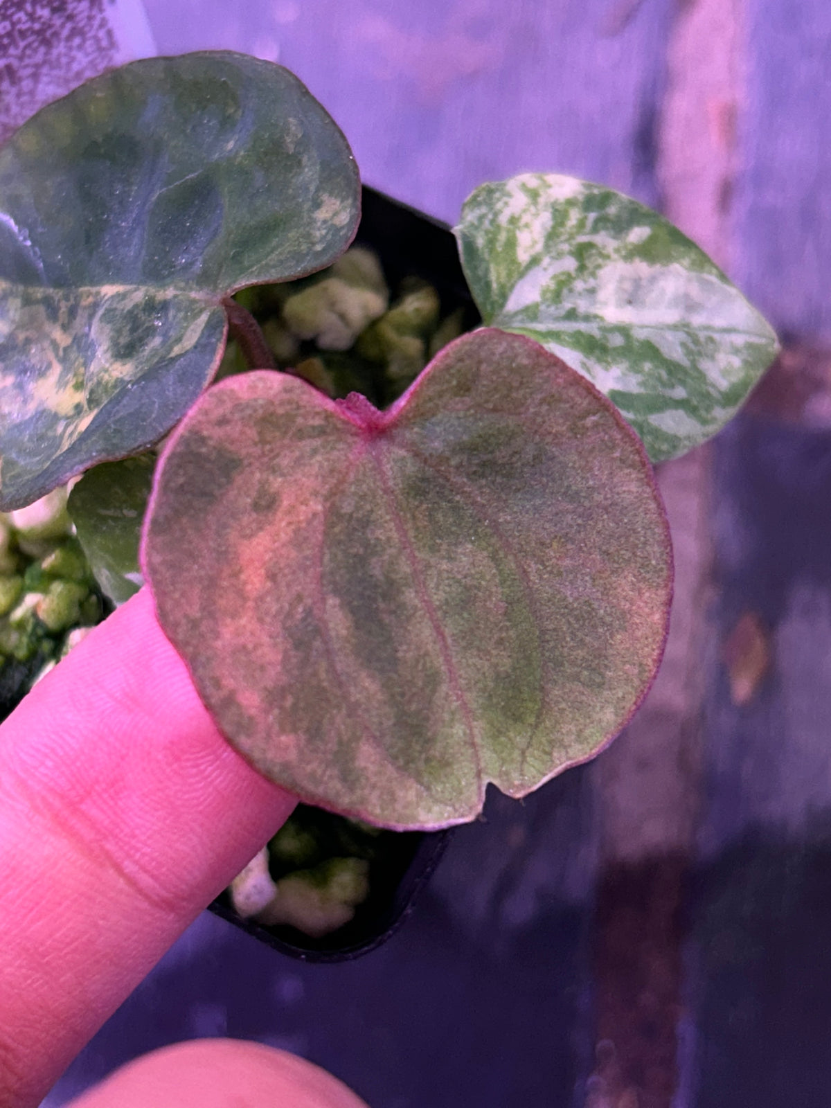 Selected - Variegated (Crystallium x AOS) x (SKG Pink Lemonade x RC) by TN