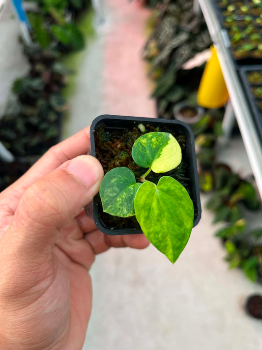 Variegated Anthurium ( Pap Var x RL ) x Anthurium X1 by Han Kirok