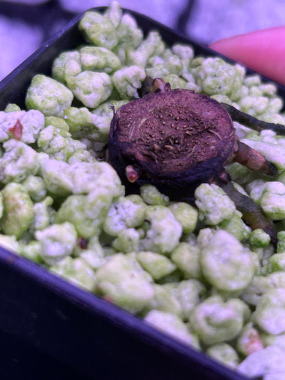 Anthurium Blood Moon (AUS Clone) Chunk with 2 growth