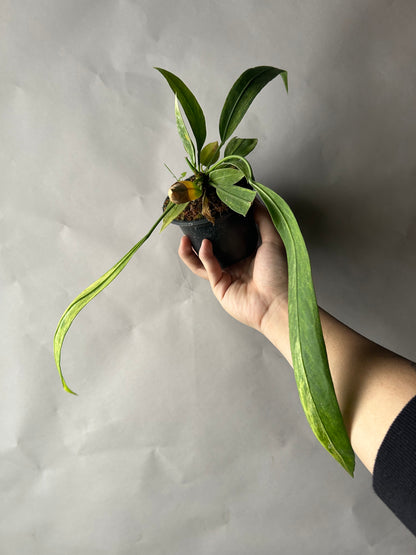 Anthurium Vittarifolium Variegated