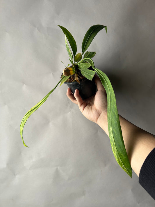 Anthurium Vittarifolium Variegated