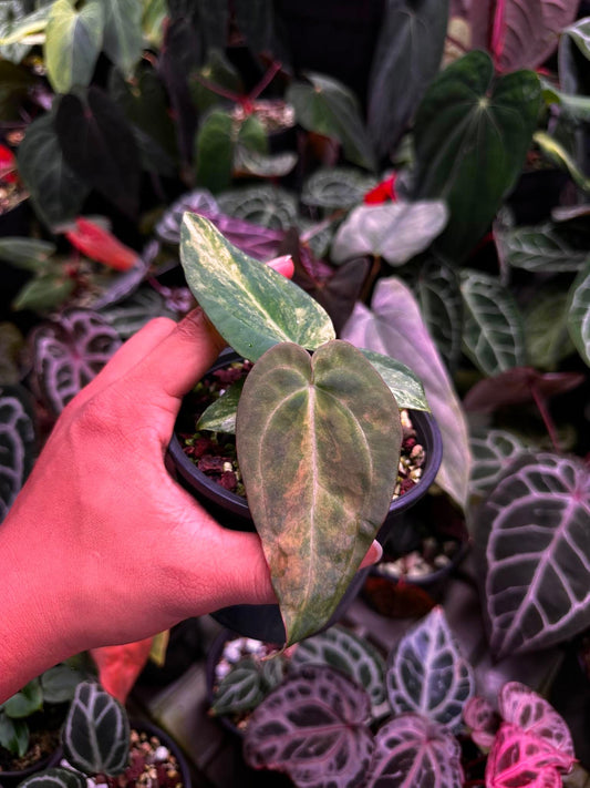 Anthurium (Papillilaminum Var x Dressleri) x BVEP ‘Tezula’ S1