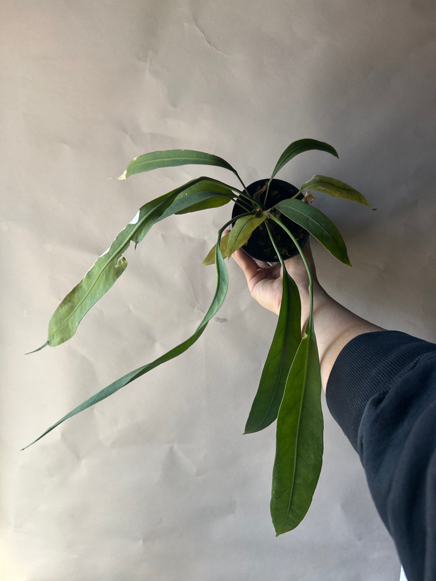 Anthurium Vittarifolium