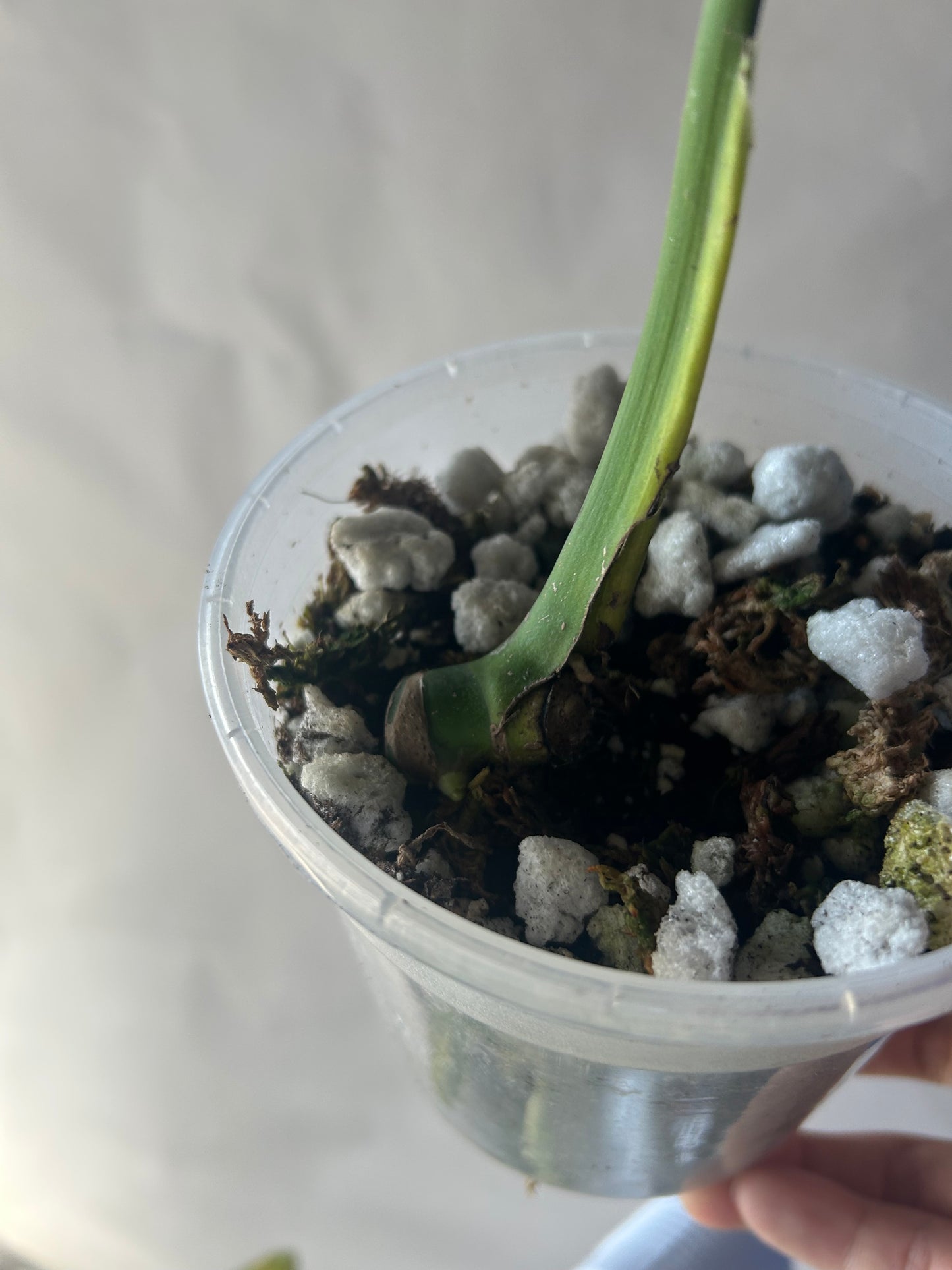 Monstera Green on Green Variegation ( Large Form )