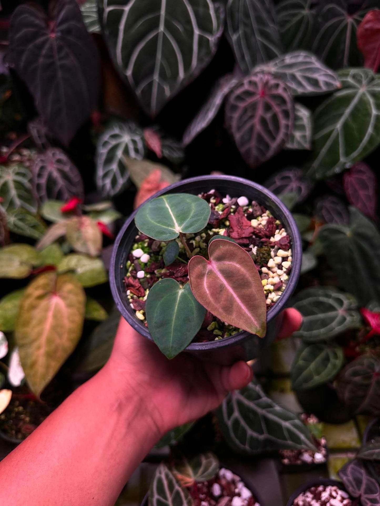 Anthurium (Carlablackie ‘District’ x Carlablackie RA8) S1