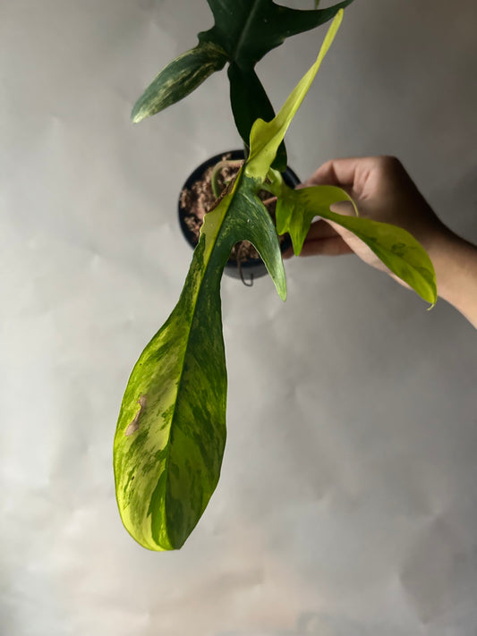 Philodendron Florida Beauty