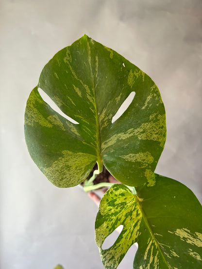 Monstera Deliciosa Vietciosa