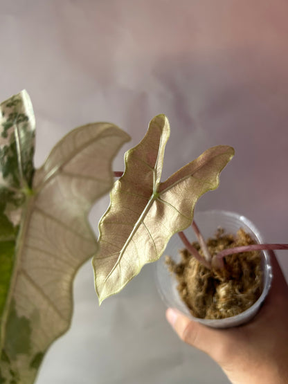 Alocasia Psedou Sanderiana Albo Pink