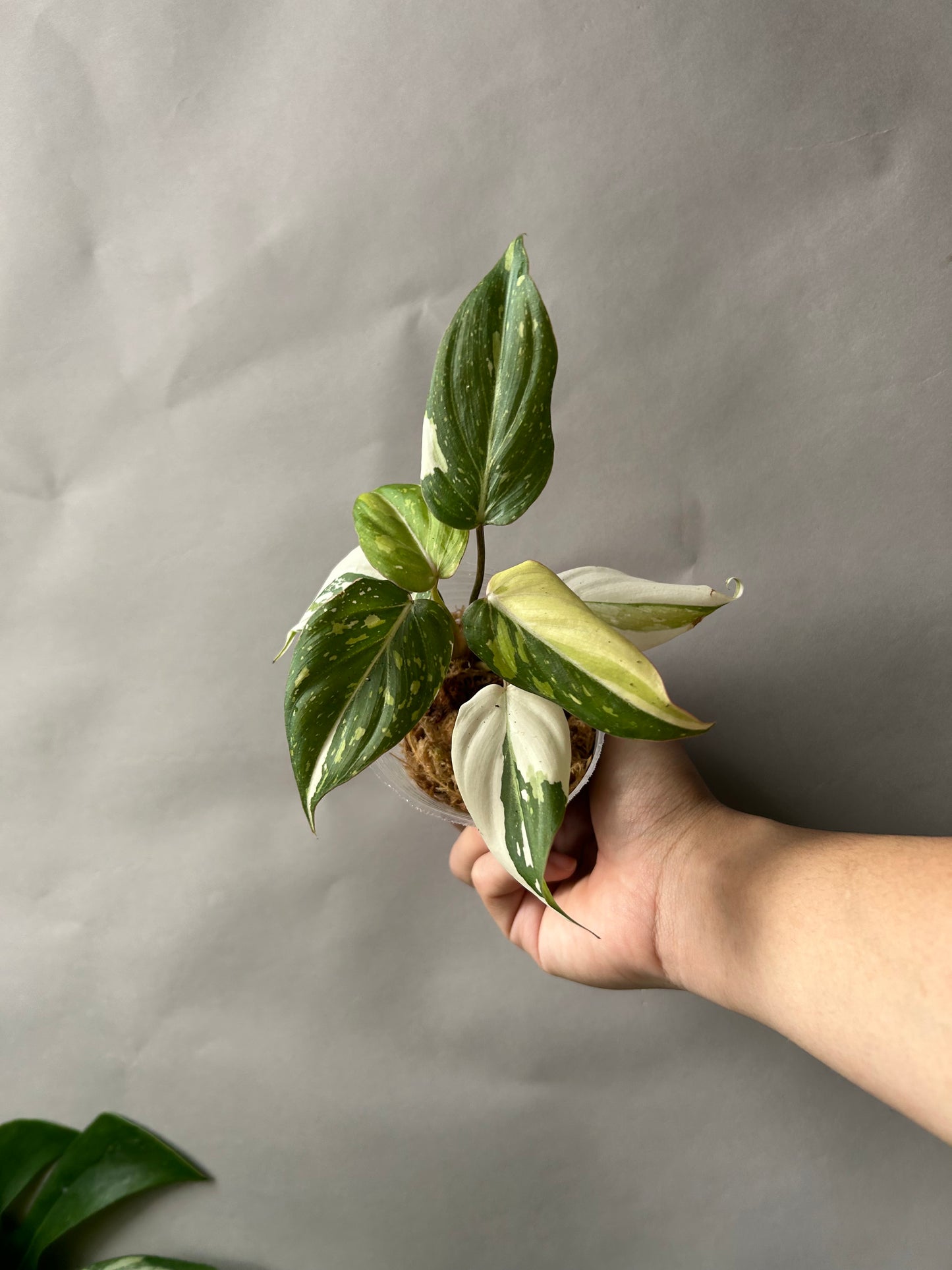 Philodendron Gloriosum Tricolor aka Galaxy